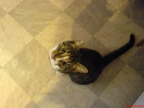 Blanding af racer Mickey billede 3