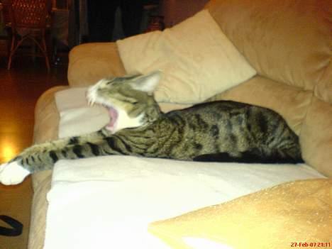 Blanding af racer Mickey billede 4