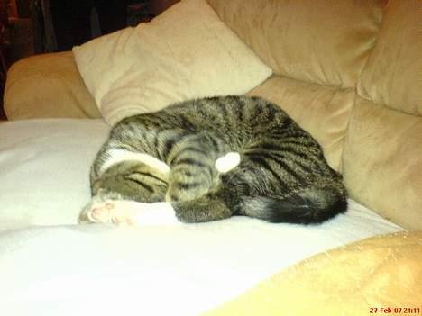 Blanding af racer Mickey billede 5