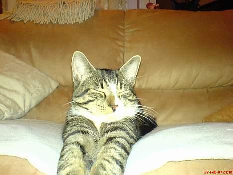 Blanding af racer Mickey billede 6