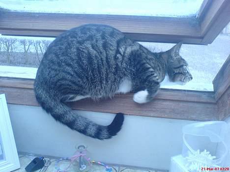 Blanding af racer Mickey billede 7