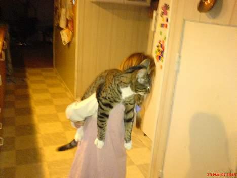 Blanding af racer Mickey billede 8