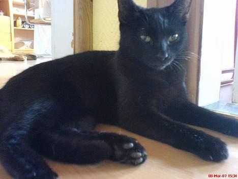 Blanding af racer Mollie billede 1