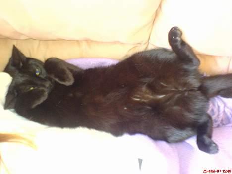 Blanding af racer Mollie billede 2