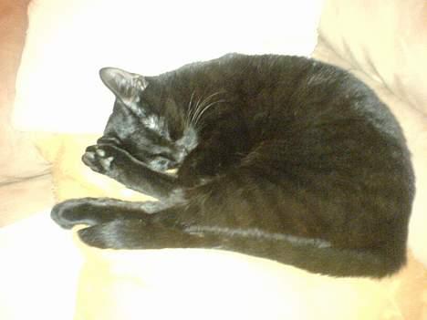 Blanding af racer Mollie billede 4