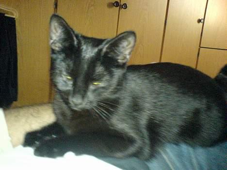 Blanding af racer Mollie billede 5