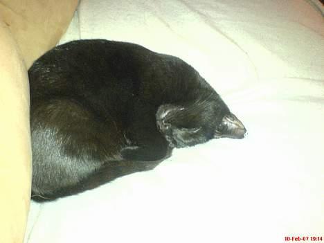 Blanding af racer Mollie billede 6