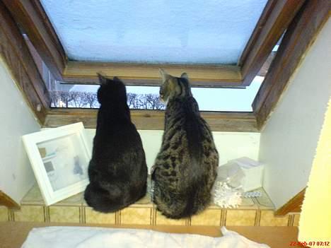 Blanding af racer Mollie - Mollie i synkromt selskab med sin storebror Mickey billede 7