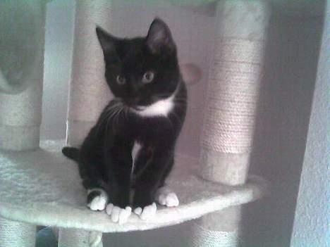 Huskat Gunnar <3 billede 17