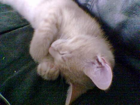 Huskat Strib *RIP* billede 1