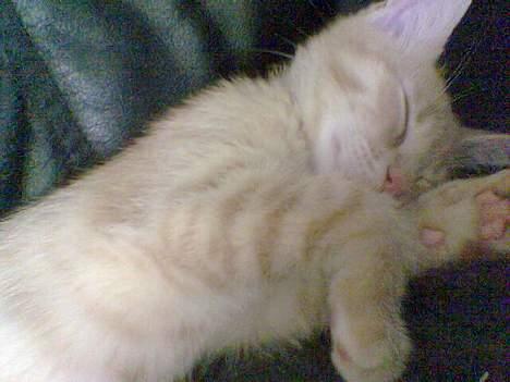 Huskat Strib *RIP* billede 2