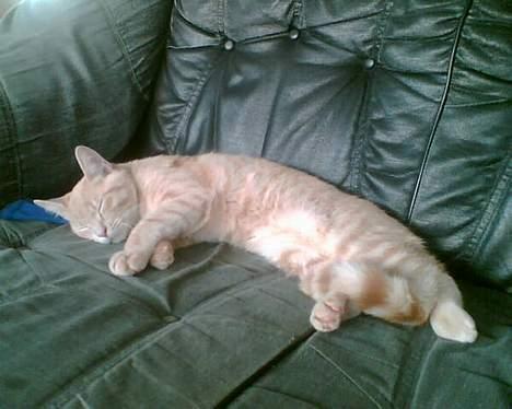 Huskat Strib *RIP* billede 3