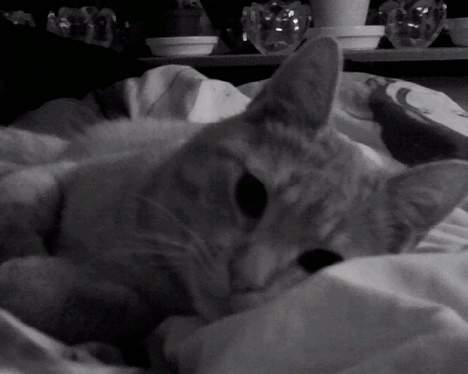 Huskat Strib *RIP* billede 4