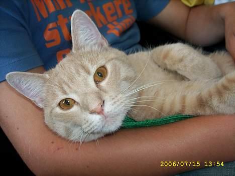 Huskat Strib *RIP* billede 5