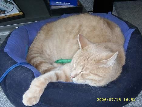 Huskat Strib *RIP* billede 6