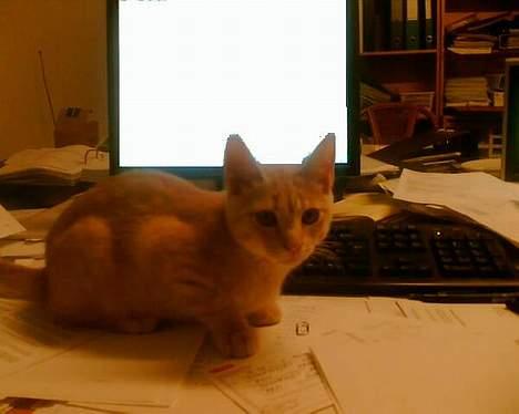 Huskat Strib *RIP* billede 7