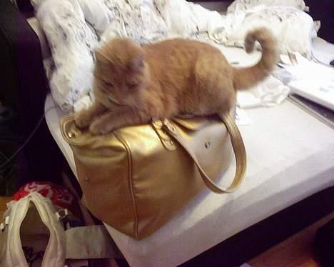 Huskat Strib *RIP* billede 8