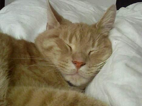 Huskat Strib *RIP* billede 9