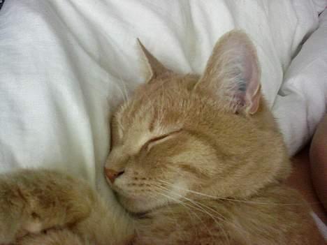 Huskat Strib *RIP* billede 10