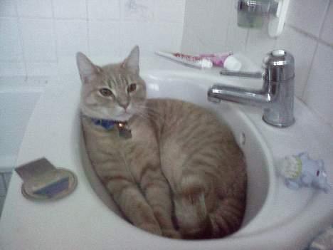 Huskat Strib *RIP* billede 11