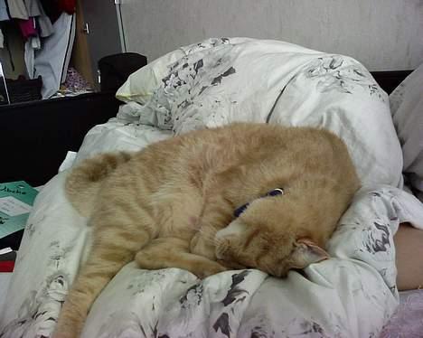 Huskat Strib *RIP* billede 12