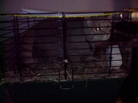 Huskat Strib *RIP* billede 13