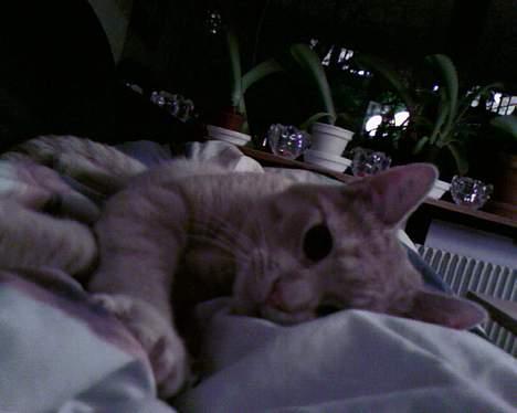 Huskat Strib *RIP* billede 14