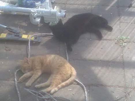 Blanding af racer Garfield - Garfield og Sprut, som flader ud :) ! billede 2