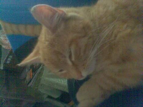 Blanding af racer Garfield - Garfield når han putter på mig :b ! billede 3