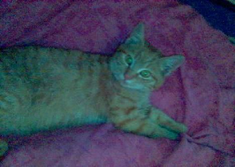 Blanding af racer Garfield - Garfield flader ud :b ! billede 4