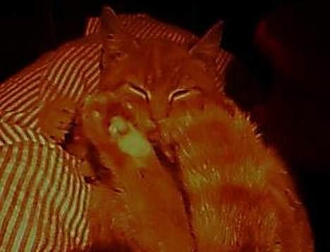 Blanding af racer Garfield - Garfield når han putter i sit dejlige hjørne :)! billede 5