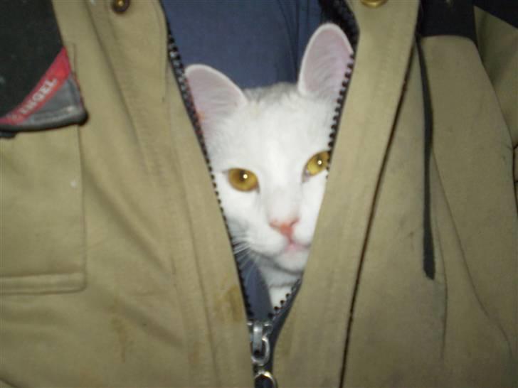 Huskat Fritz - Elsker at sidde inde på fars mave når han arbejder. billede 7