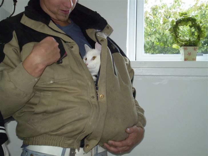 Huskat Fritz - Hvor er det bare hyggeligt... billede 8