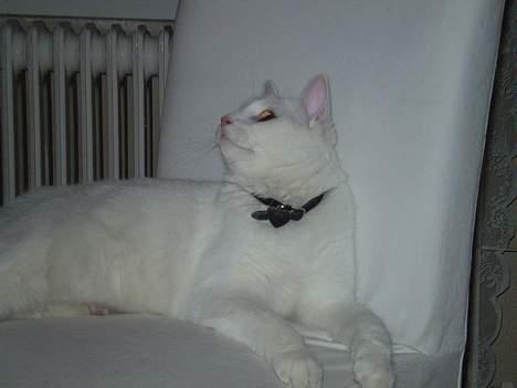 Huskat Fritz - Igen liggende... billede 9