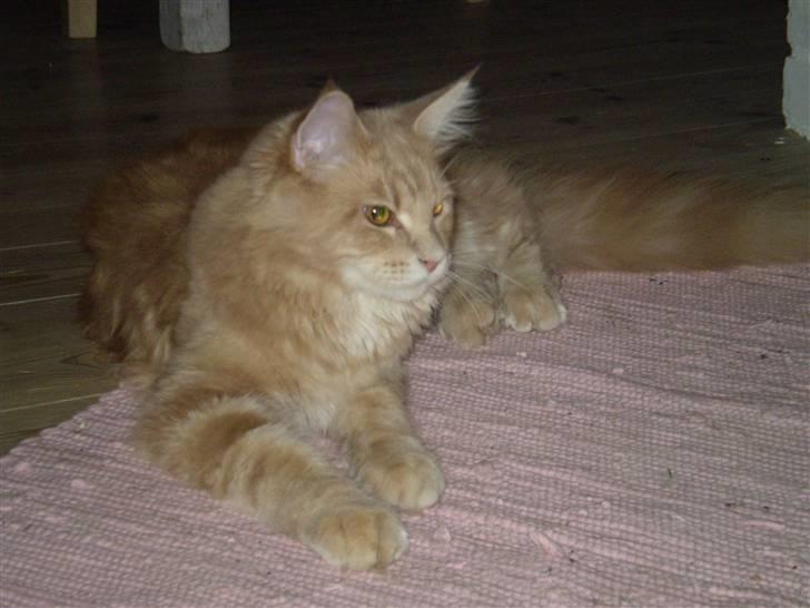 Maine Coon Freddie - Det er mit gulvtæppe.. 7 mdr. billede 12