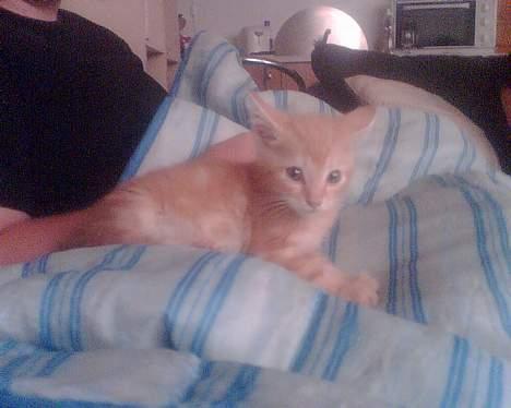 Huskat Mikkel(solgt) - Han er kun 9 uger gammel -  og han var så sød :D( det sker ikk så tit nu , heh) billede 3