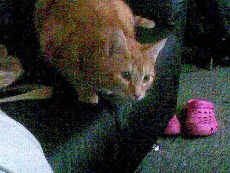 Huskat Mikkel(solgt) billede 4