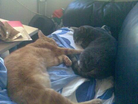 Huskat Mikkel(solgt) billede 5