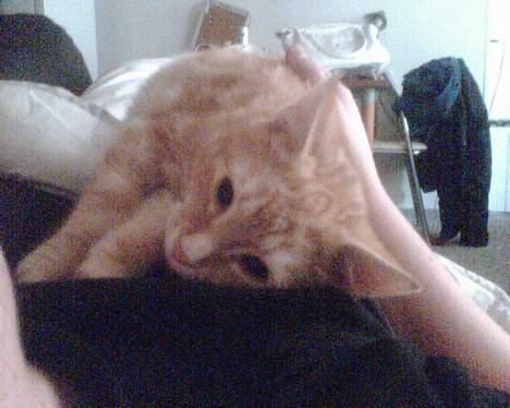 Huskat Mikkel(solgt) billede 6