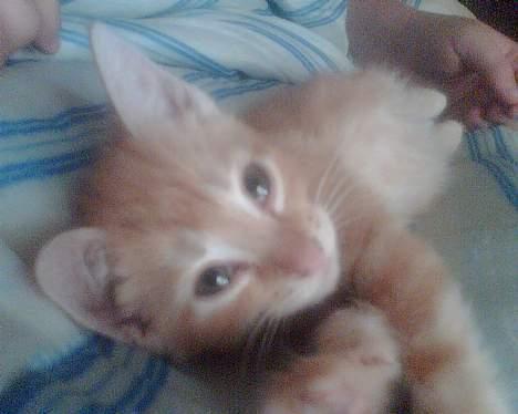 Huskat Mikkel(solgt) billede 7