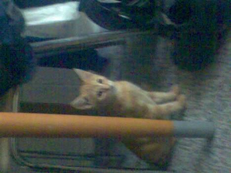 Huskat Mikkel(solgt) billede 8