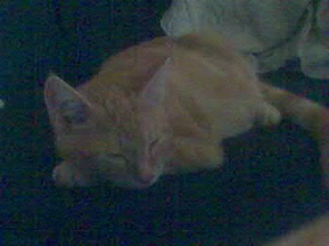 Huskat Mikkel(solgt) billede 9