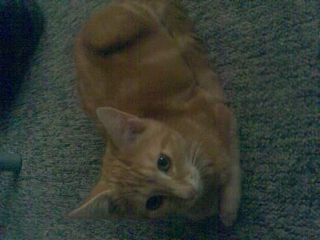 Huskat Mikkel(solgt) billede 10