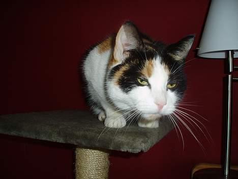 Huskat Sasina - Heyyy var der nogen som sagde noget til mig????? billede 6