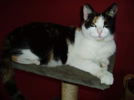 Huskat Sasina - NNEEJJJ glem det , det er mig der er dronningen over dette kradsebræt..... billede 7