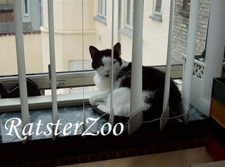 Huskat Kisser *flyttet* - taget den 21/6-07 med mit nye kamera billede 1