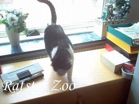 Huskat Kisser *flyttet* billede 3