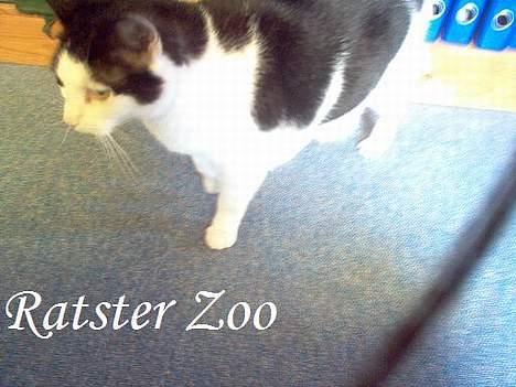 Huskat Kisser *flyttet* billede 5