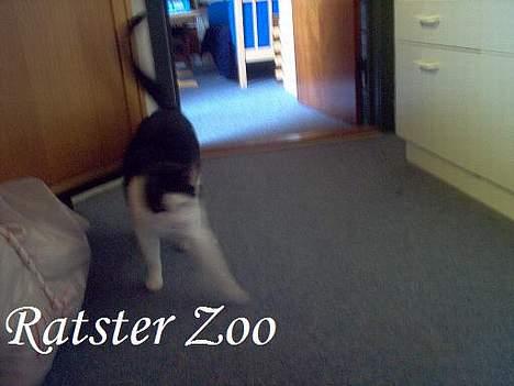 Huskat Kisser *flyttet* billede 7