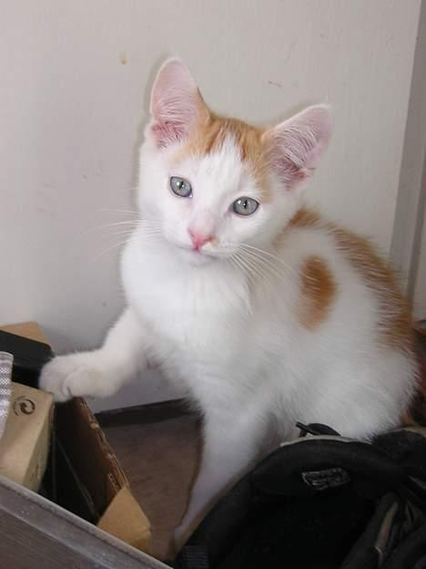 Blanding af racer Phoenix - de skønneste øjne man kan tænke sig.. :) billede 1